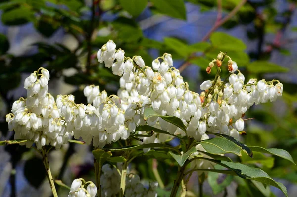 Enkianthus serrulatus, Çin 'e özgü süs bitkisi güzelliği için yetiştirilir. İturraran Botanik Bahçesi, Gipuzkoa, Bask Ülkesi 