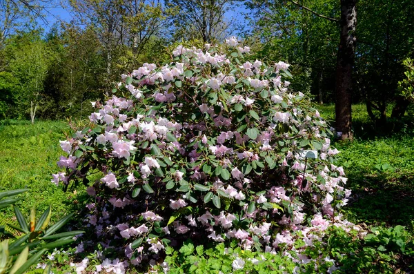 Rhododendron Kimberly Plante Ornementale Cultivée Pour Beauté Jardin Botanique Iturraran — Photo