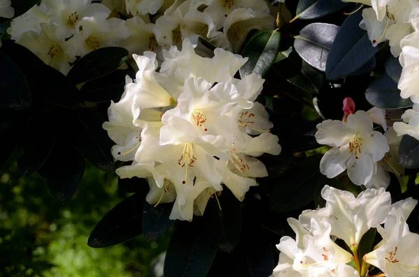 Rododendro Unico Pianta Ornamentale Coltivata Sua Bellezza Iturraran Botanical Garden — Foto Stock