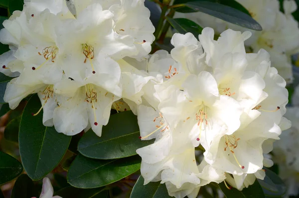 Rododendro Unico Pianta Ornamentale Coltivata Sua Bellezza Iturraran Botanical Garden — Foto Stock