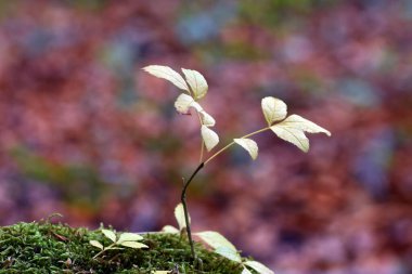 Fraxinus Excelsior 'un ormandaki genç örneği.