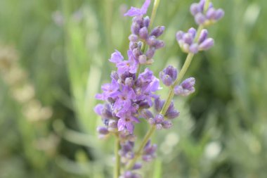 Kayalık zeminin üzerinde şeffaf akış