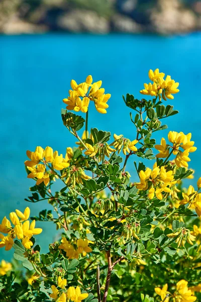 Yellow natural plants on the shore of coast landscape. Detail of petals and flowers in the vegetation of the Mediterranean coast