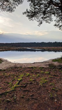 Ukrayna 'nın Polonne bölgesindeki günbatımı güneşinin aydınlattığı kıyıda bir çam ağacı ormanı bulunan Malovanka gölü kıyıları. Ağaçların kökleri kumlu sahilde uzanıyor.