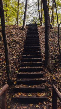 Merdiven yapraklarla kaplı ve yukarı çıkıyor. Başarı, umut ve hırs kavramı. Sonbahar ormanı. Yoğun bitki örtüsü ve eğrelti otları arasında gizemli bir şekilde yukarı doğru yol alıyor..