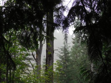 Kuzey Idaho 'daki ağaçlar yoğunlaştı ve birbirlerine yakınlaştılar. Sınırlı güneş ışığı için yarışan her ağaç sadece yılın bir kısmında kullanılabilir.