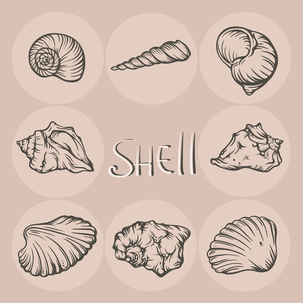 Set of hand drawn seashells on beige background.