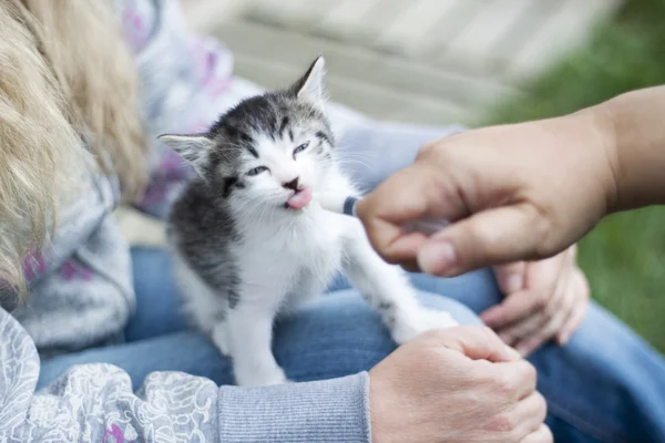 Cat utfodring spruta — Stockfoto