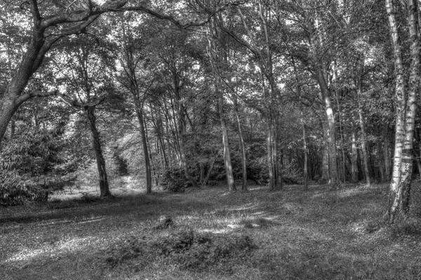 Orman siyah ve beyaz