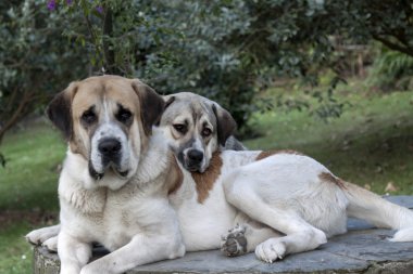 aşk mastiff düşüyor