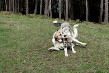 iki mastiff oynarken