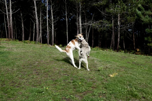 Zwei Doggen spielen — Stockfoto