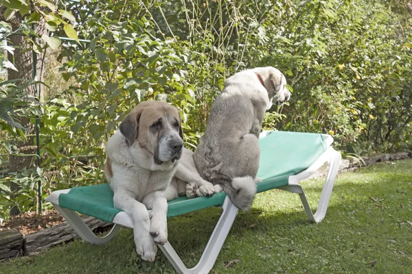 kızgın mastiff bir hamak üzerinde