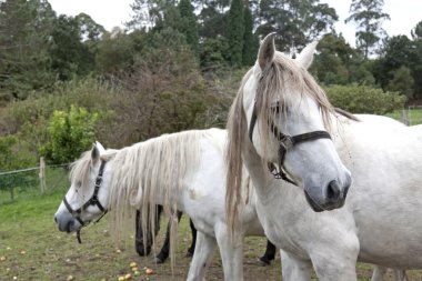 beyaz at başkanları