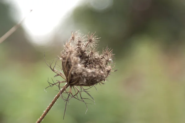 Planta com fundo desfocado — Fotografia de Stock