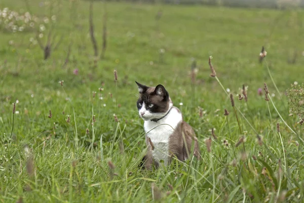 Cat looking at one side — Stock Photo, Image