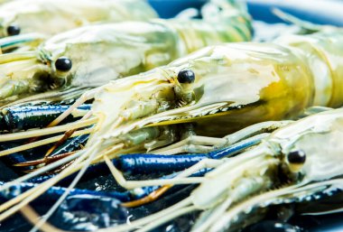 Tabakta çiğ karides, Stüdyo Chiangmai Tayland 'da