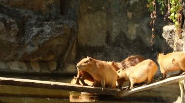Capybara grubu Chiangmai Tayland 'daki köprüde.