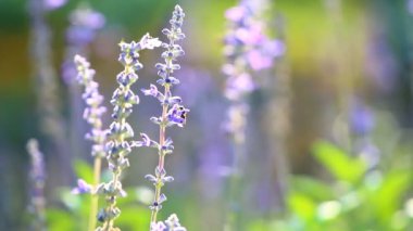 Bahçesinde güneş ışığı olan mor çiçek, Chiangmai Tayland