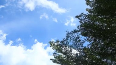 Rüzgarla hareket eden yapraklar