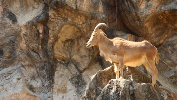 Pecora Barbara Piedi Sulla Roccia Chiangmai Thailandia — Video Stock