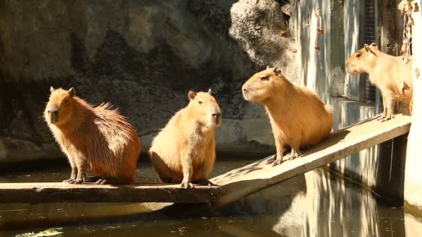 Capybara Csoport Hídon Chiangmai Thaiföldön — Stock videók