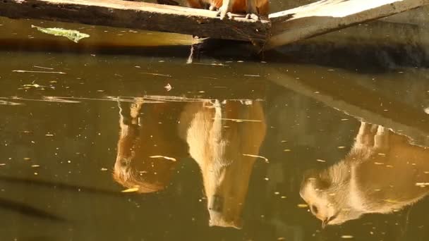 Ombra Capibara Gruppo Stagno All Aperto Chiangmai Thailandia — Video Stock
