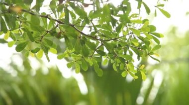 Yağmur yağarken rüzgarla hareket eden ağaç yaprakları, Chiangmai Tayland