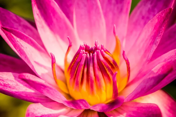 Pembe lotus gölette, açık havada Chiangmai Tayland