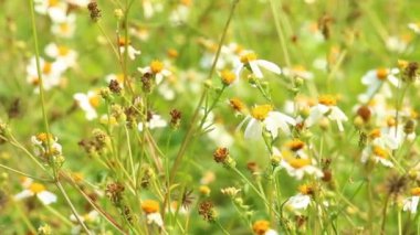 Bahçede beyaz çiçekler, Chiangmai Tayland