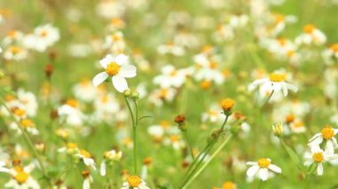 Bahçede beyaz çiçekler, Chiangmai Tayland