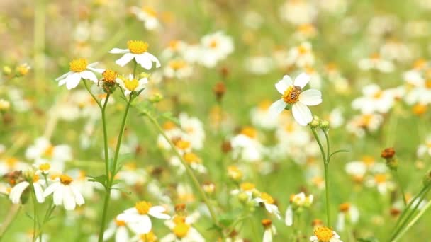 Weiße Blumen Garten Chiangmai Thailand — Stockvideo