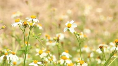Bahçede beyaz çiçekler, Chiangmai Tayland
