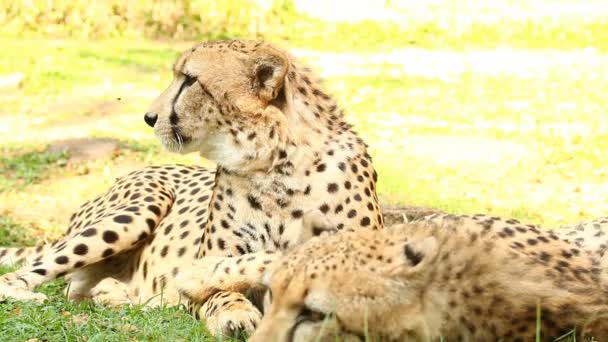 Close Cheetah Chiangmai Thailand — Stock Video