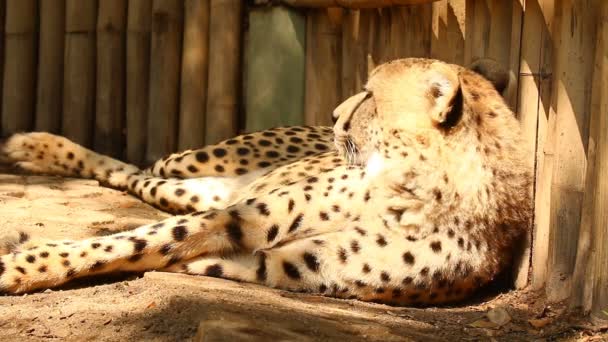 Afsluiten Cheeta Chiangmai Thailand — Stockvideo