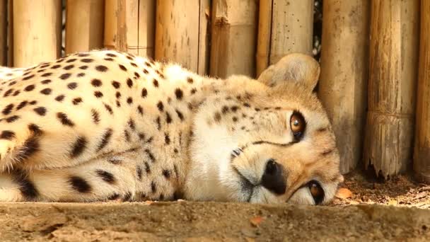 Close Cheetah Chiangmai Thailand — Stock Video