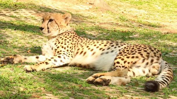 Close up gepard v Chiangmai Thajsku