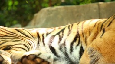 Chiangmai Tayland 'da kaplanın midesi kapalı.