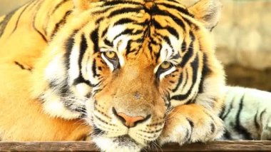 Chiangmai Tayland 'daki büyük kaplanı kapat.