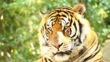 Chiangmai Tayland 'daki büyük kaplanı kapat.