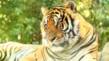 Chiangmai Tayland 'daki büyük kaplanı kapat.