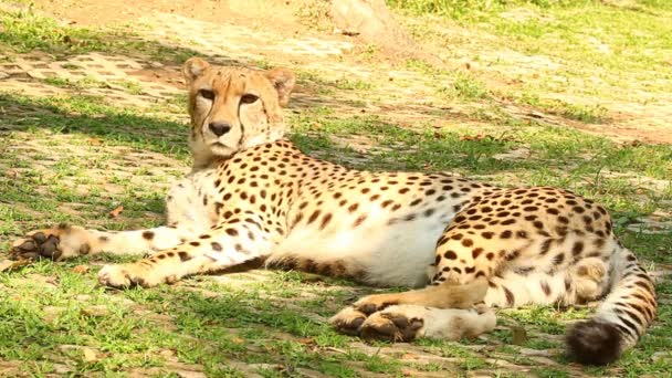 Close Cheetah Chiangmai Thailand — Stock Video