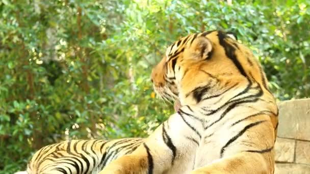 Close Big Tiger Chiangmai Thailand — Stock Video