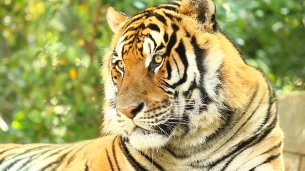 Primer Gran Tigre Chiangmai Tailandia — Vídeos de Stock