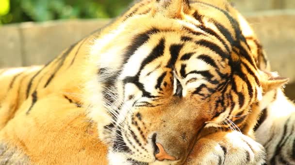 Primer Gran Tigre Chiangmai Tailandia — Vídeos de Stock