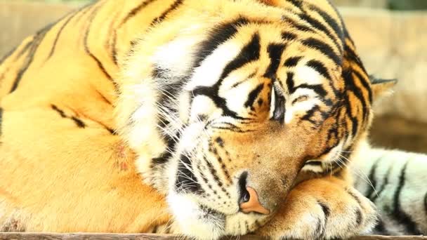 Крупный План Большого Тигра Чиангмае Таиланд — стоковое видео