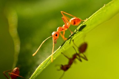 karınca yaprağa tırmanıyor.