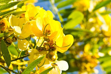 sarı fistül ağacı.