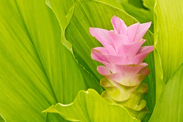 Chiangmai Tayland 'da siam lale.