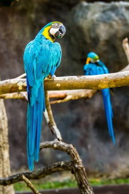 Chiangmai gece safarisinde papağan, Chiangmai Tayland